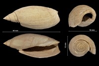 Olivancillaria agaronica plicaria